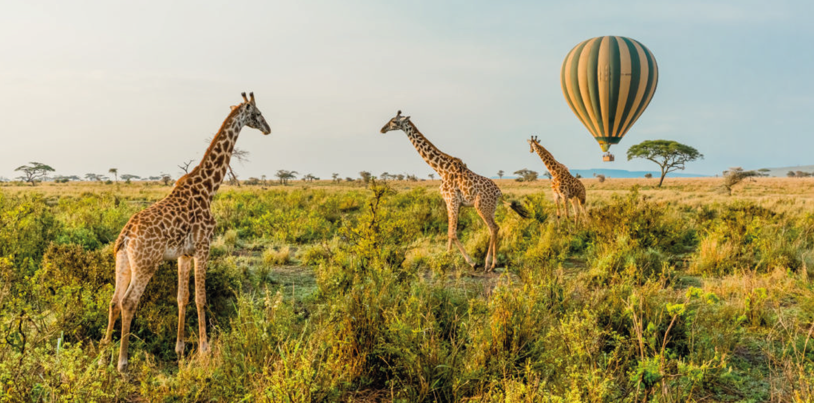 Séjours mémorables au KENYA, découvrez l'exotisme africain avec nous.